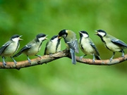 Bird watching tours & holidays, main image