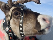 Finnish Lapland holidays, main image