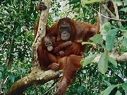 Indonesia holidays, main image