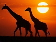 Luxury wildlife safaris, main image