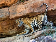 Madhya Pradesh holidays, main image