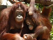 Orangutan holidays, main image