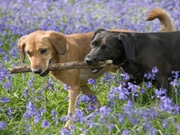 Pet friendly accommodation, main image