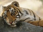 Ranthambore holidays, main image