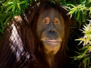 Sabah and Sarawak holidays, main image