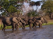 Selous Game Reserve holidays, main image