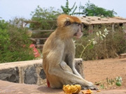 Senegal holidays, main image