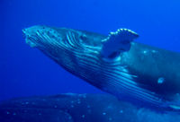 Whales on holiday in Tonga