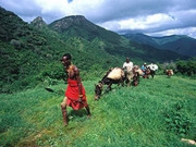 Walking safaris, main image