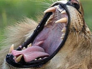 Wildlife conservation holidays, main image