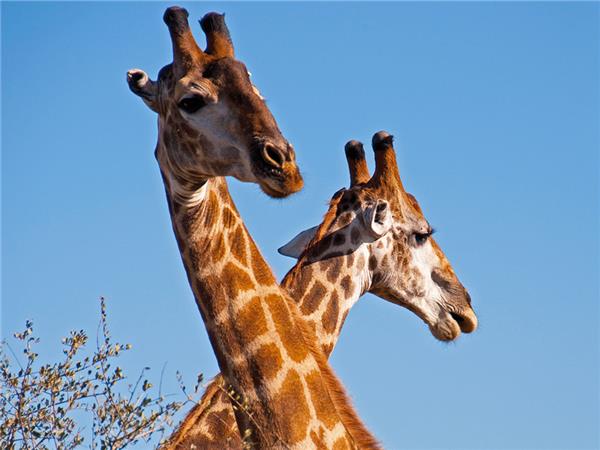 South African safaris for families with teenagers