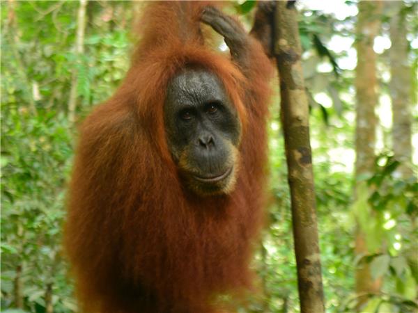 Sumatra small group holiday