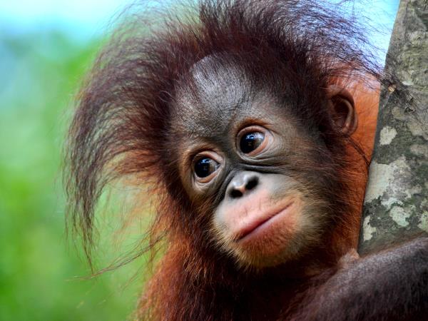 Orangutan conservation in East Kalimantan, Indonesia 