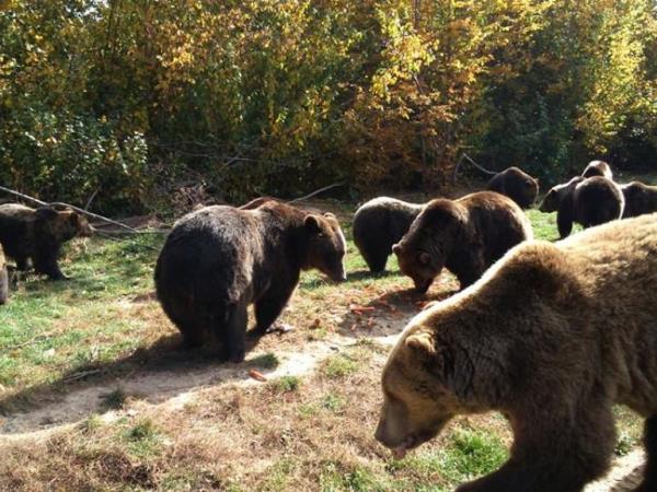 Family volunteering with bears in Romania