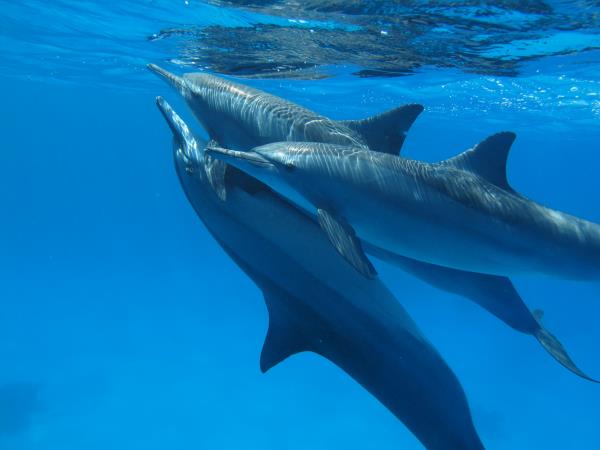 Swim with dolphins in Egypt 