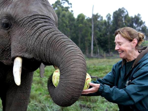 Over 50s volunteering with elephants, South Africa