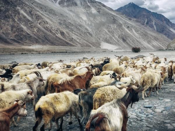 Himalayan Silk Road adventure