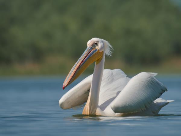 Birdwatching tour in the Danube Delta