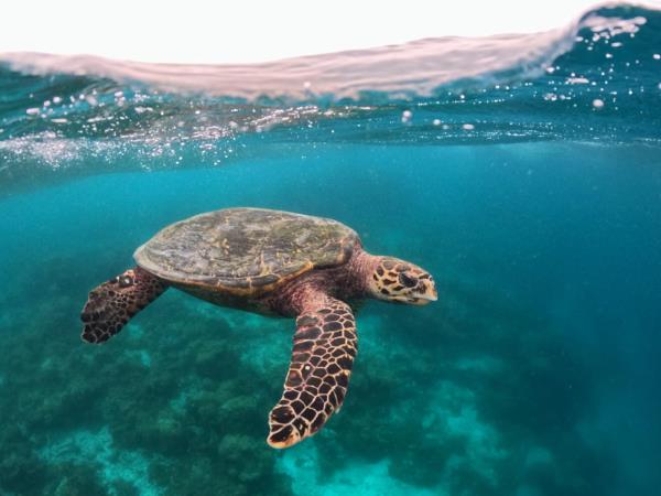 Maldives turtle conservation snorkelling cruise