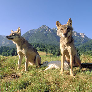 Wolf tracking in Romania