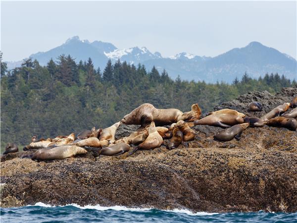 British Columbia wildlife holiday, whales and bears