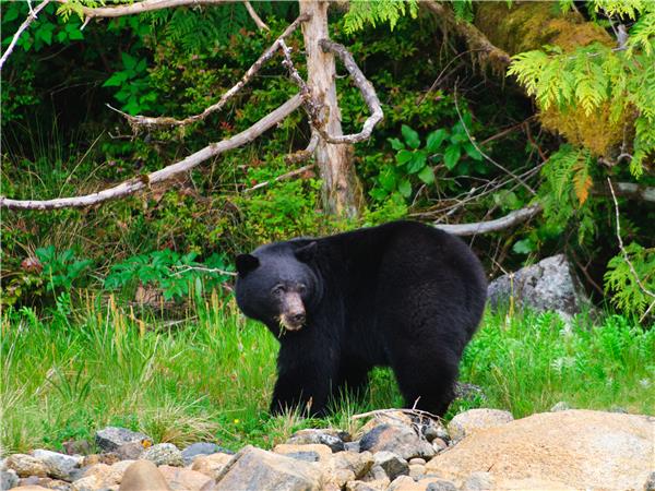 British Columbia wildlife holiday, whales and bears