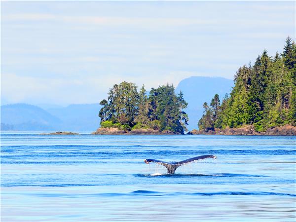 British Columbia wildlife holiday, whales and bears