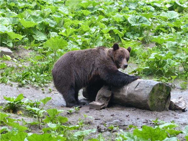 Carpathian Mountains holiday, conservation & culture