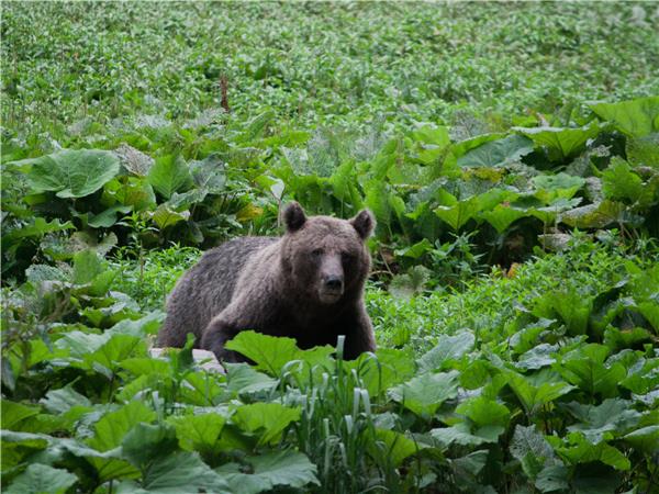 Carpathian Mountains holiday, conservation & culture