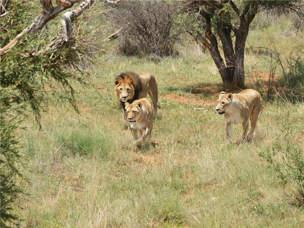 South African safaris for families with teenagers