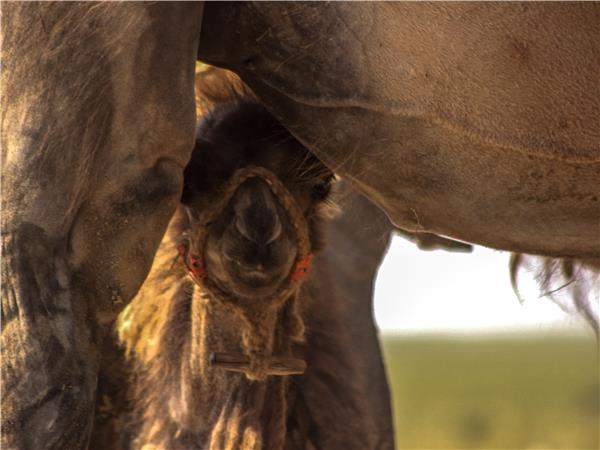 Naadam Festival holiday in Mongolia