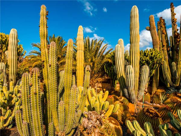 Gran Canaria walking tours, Canary Islands