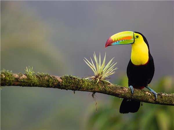 Costa Rica wildlife holiday | Responsible Travel