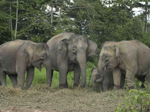 Borneo family volunteering holiday