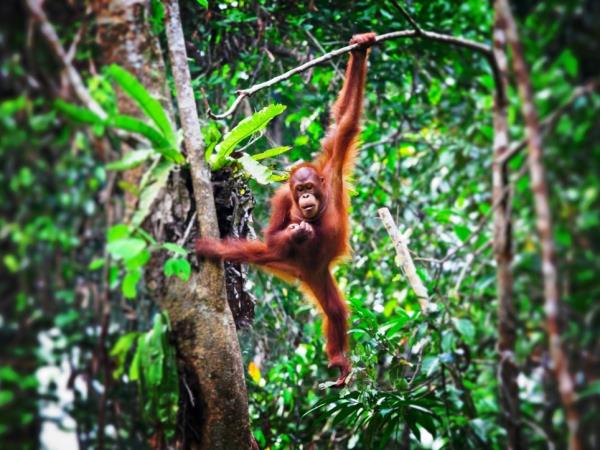 Borneo wildlife holiday, Sarawak