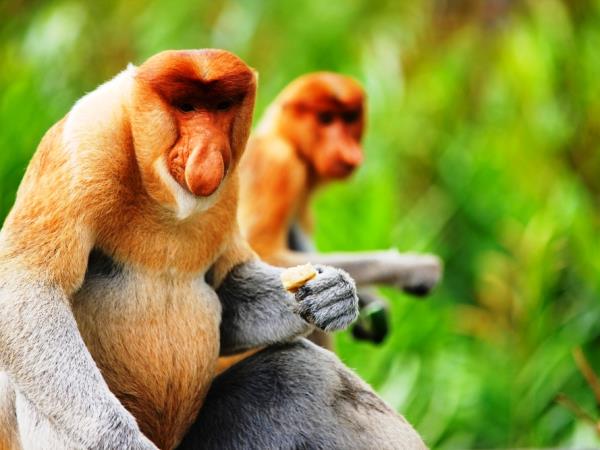 Borneo wildlife holiday, Sarawak