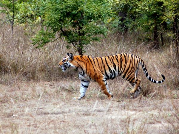 Bhutan trekking and tiger safari | Responsible Travel