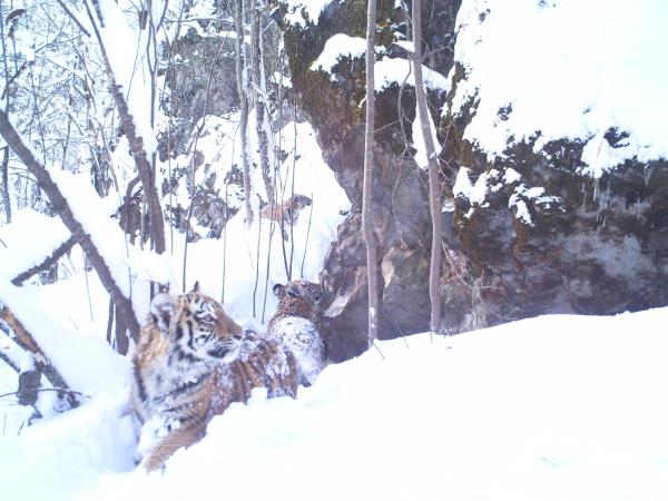 Siberian Tiger Amur Leopard Tours In Russia Helping Dreamers Do