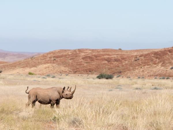 Namibia self drive holiday, big cat conservation