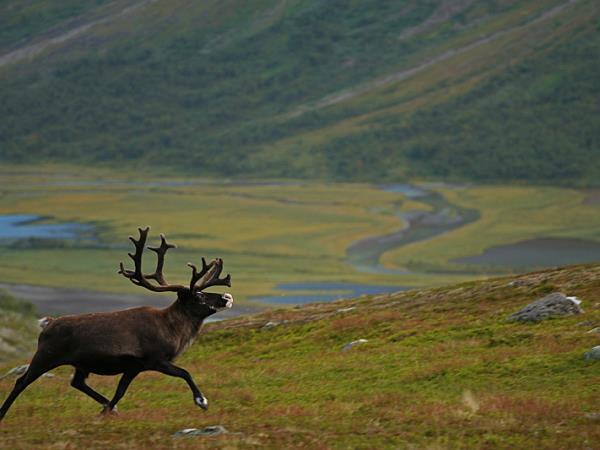 Sweden wilderness holiday, Moose expedition