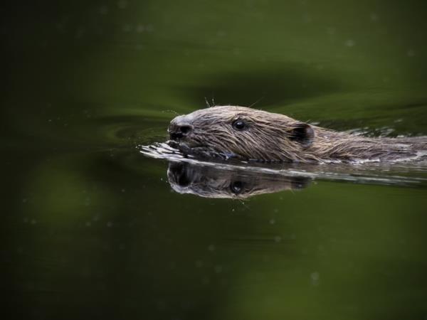 Sweden holidays, Wolves, Moose and Beavers