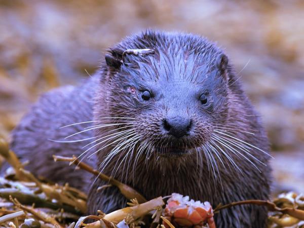 Wildlife holiday in the Isle of Mull, Scotland