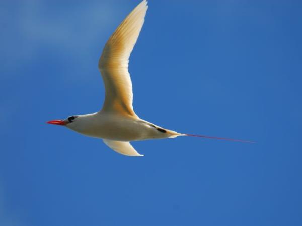 Melanesia birdwatching holiday