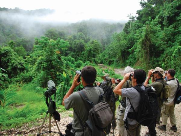 Melanesia birdwatching holiday