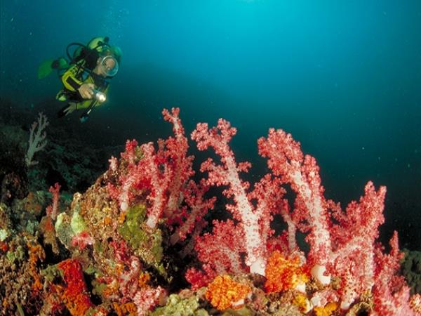 Diving holiday in Oman