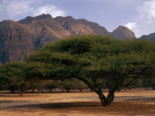 Diving holiday in Oman