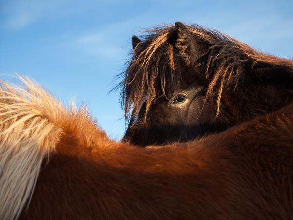 Northern Lights photography holiday in Iceland, coast & ice