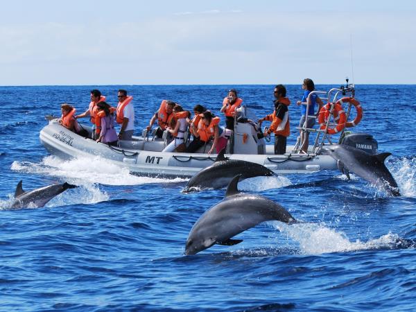 Azores family adventure holiday, whales and dolphins