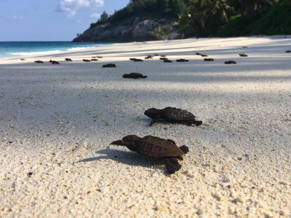 Seychelles conservation holiday