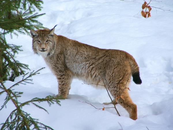 Bialowieza forest wildlife tour in Poland